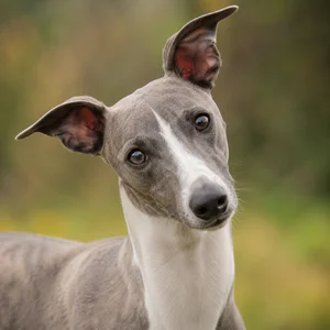 Whippet — alert
