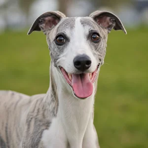 Whippet — happy