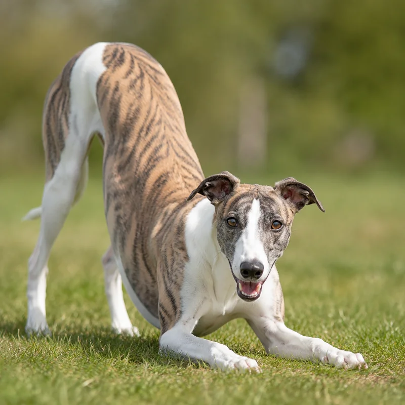 Whippet — playful