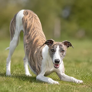 Whippet — playful