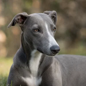 Whippet — relaxed