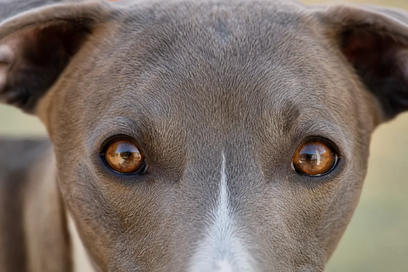 Whippet — eyes
