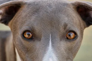 Whippet — eyes