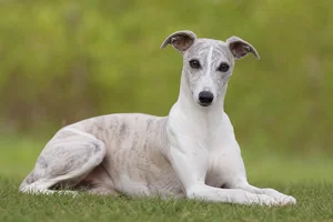 Whippet — lying down