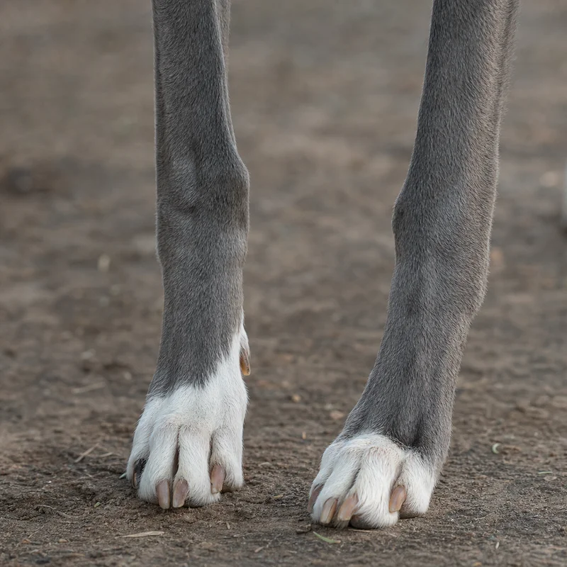 Whippet — paws