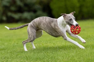 Whippet — playing