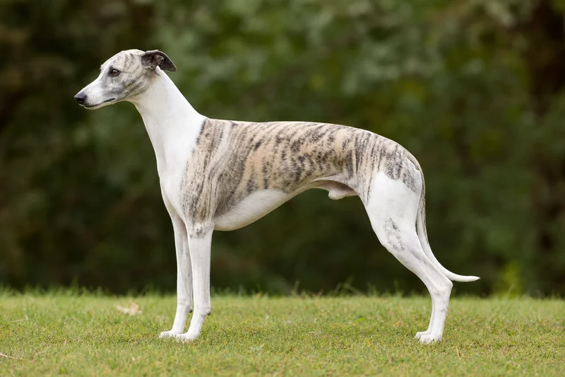 Whippet — side