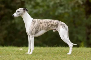 Whippet dog