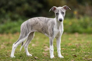 Whippet — puppy (~4 mo)