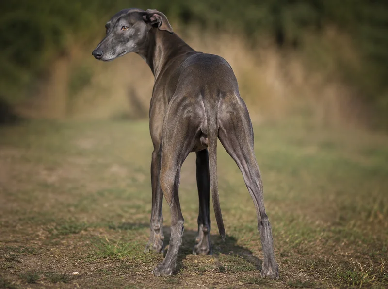 Whippet — rear