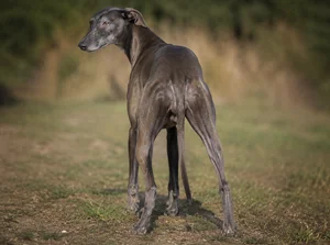 Whippet — rear