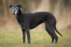 Whippet — senior