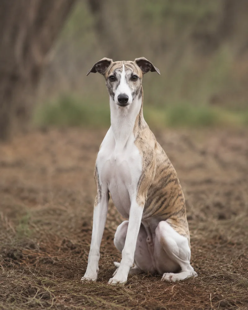 Whippet — sitting