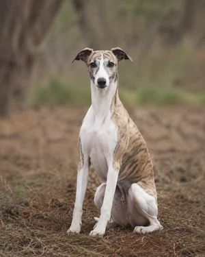 Whippet — sitting