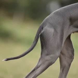 Whippet — tail
