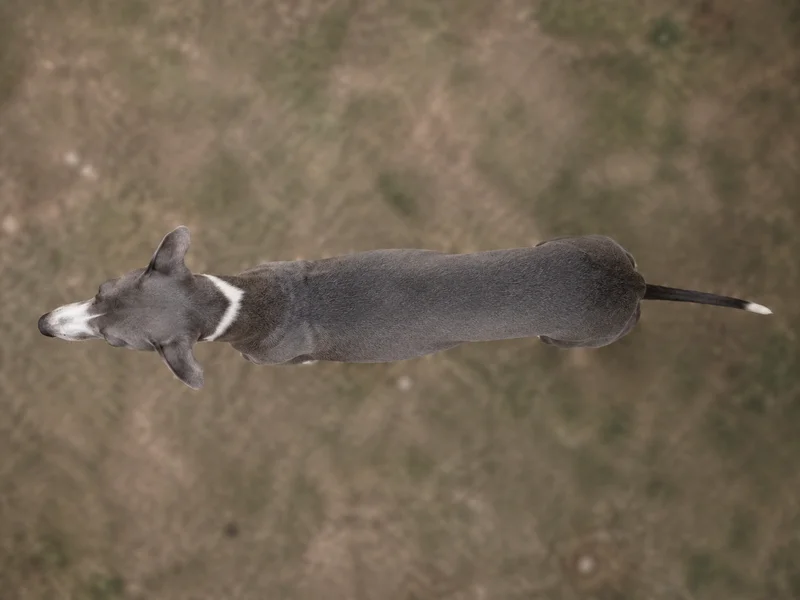 Whippet — top