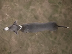 Whippet — top