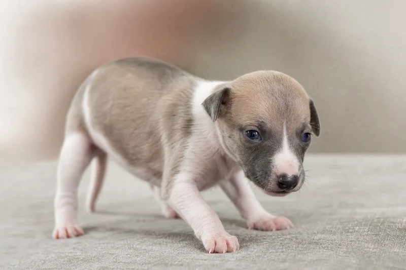 Whippet — young puppy (~1 mo)