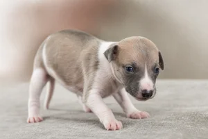 Whippet — young puppy (~1 mo)