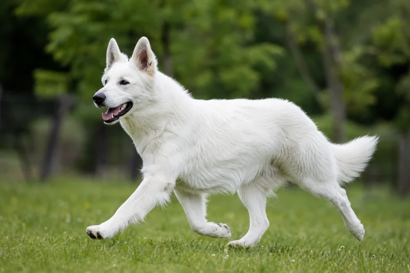 White Swiss Shepherd Dog — running