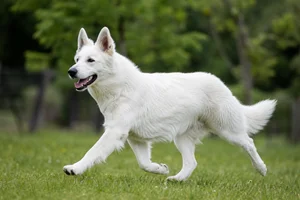White Swiss Shepherd Dog — running