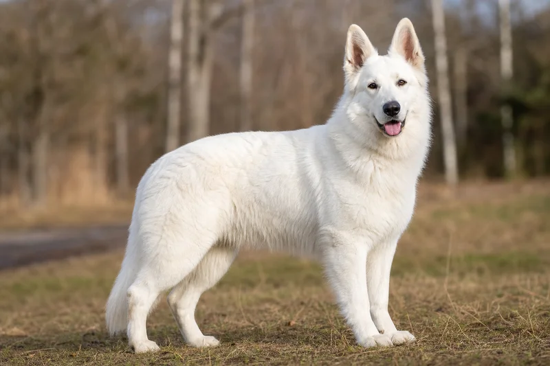 White Swiss Shepherd Dog — adult