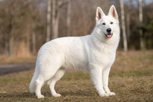 White Swiss Shepherd Dog — adult