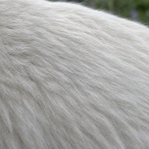 White Swiss Shepherd Dog — coat texture