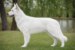 White Swiss Shepherd Dog — white coat