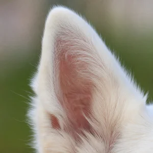 White Swiss Shepherd Dog — ears