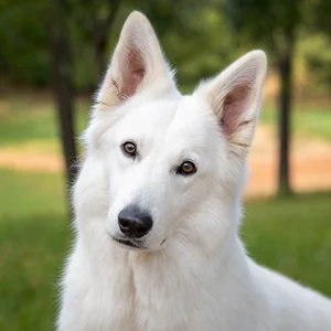 White Swiss Shepherd Dog — alert