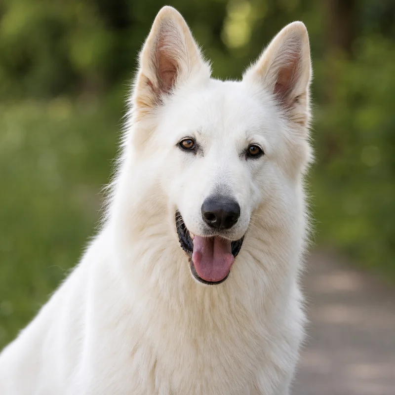 White Swiss Shepherd Dog — happy