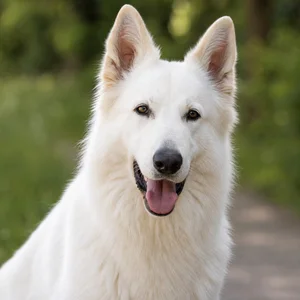 White Swiss Shepherd Dog — happy