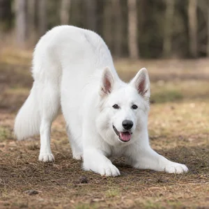 White Swiss Shepherd Dog — playful