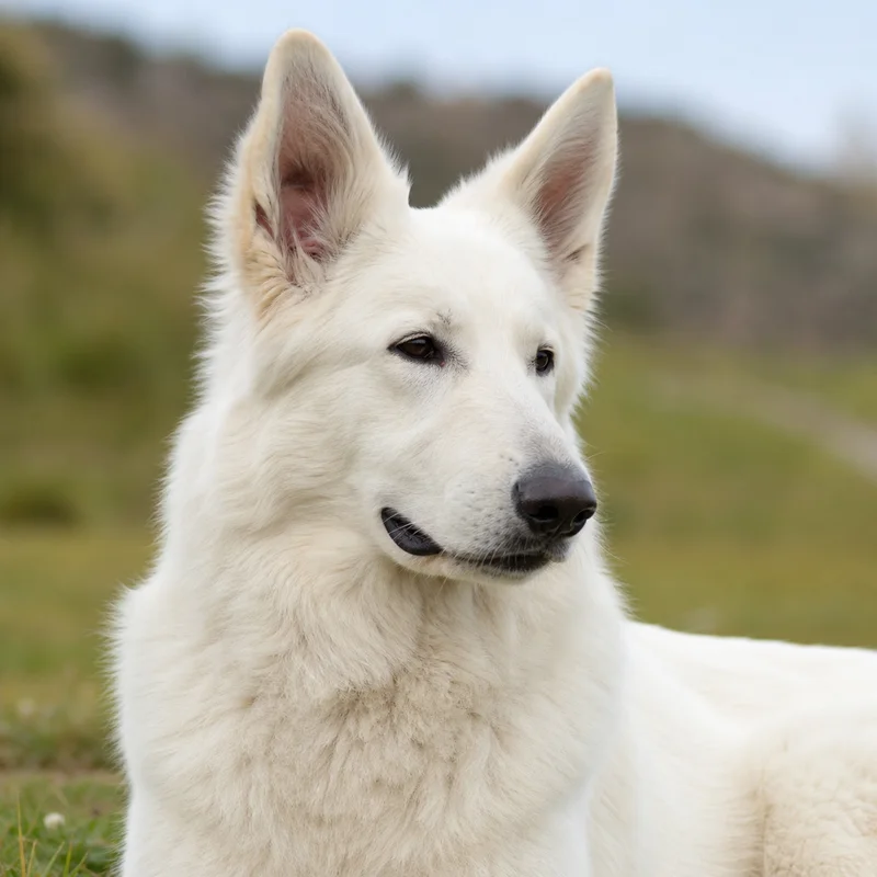 White Swiss Shepherd Dog — relaxed
