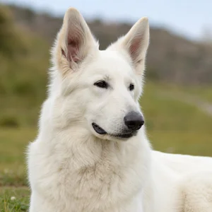 White Swiss Shepherd Dog — relaxed