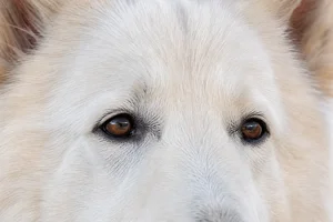 White Swiss Shepherd Dog — eyes