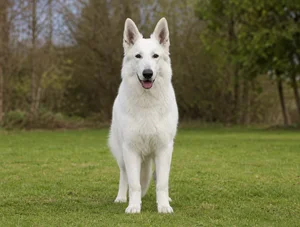 White Swiss Shepherd Dog — front
