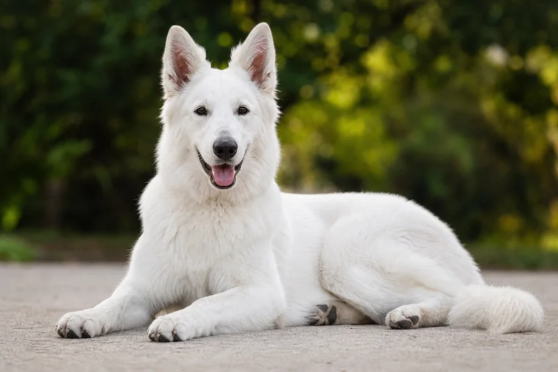 White Swiss Shepherd Dog — lying down