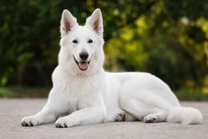 White Swiss Shepherd Dog — lying down