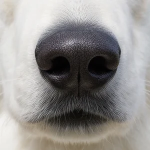 White Swiss Shepherd Dog — nose