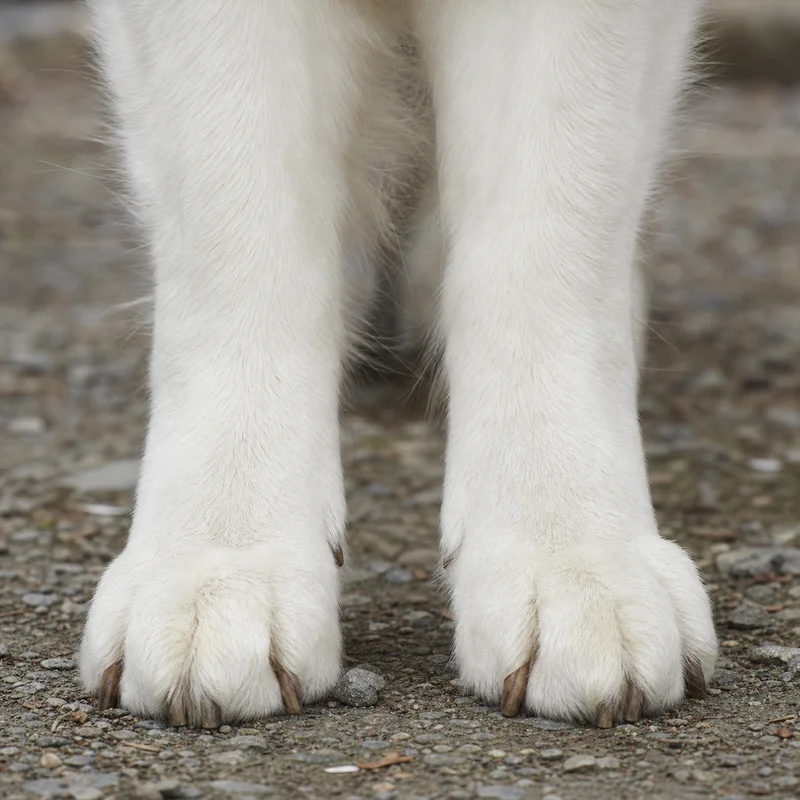 White Swiss Shepherd Dog — paws