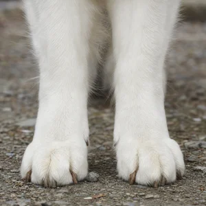 White Swiss Shepherd Dog — paws