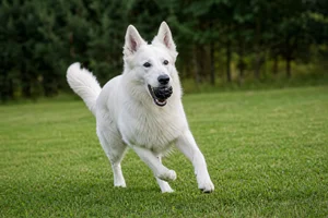 White Swiss Shepherd Dog — playing