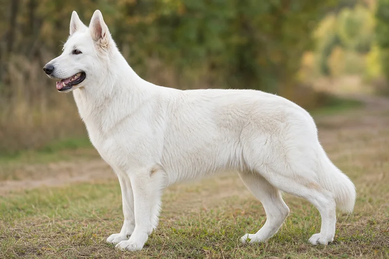 White Swiss Shepherd Dog — side