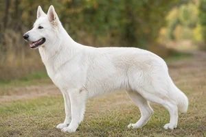White Swiss Shepherd Dog dog