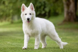 White Swiss Shepherd Dog — puppy (~4 mo)