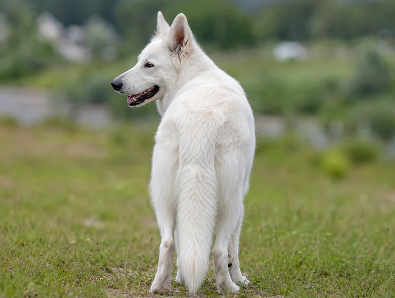 White Swiss Shepherd Dog — rear