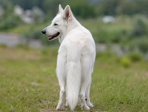 White Swiss Shepherd Dog — rear