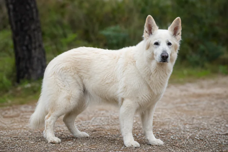 White Swiss Shepherd Dog — senior